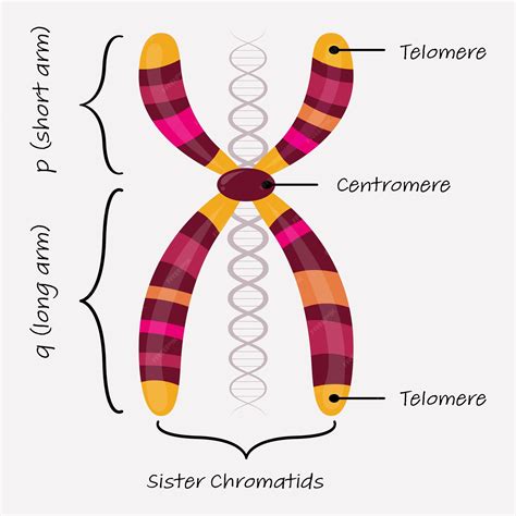 21-osios chromosomos trisomijos schema