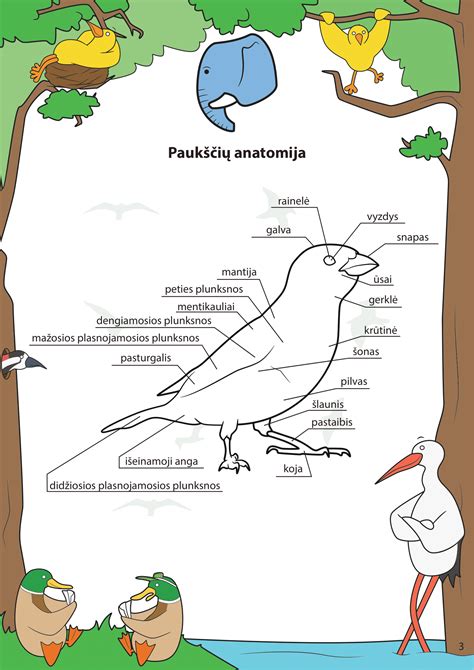 Informacinė grafika apie paukščius