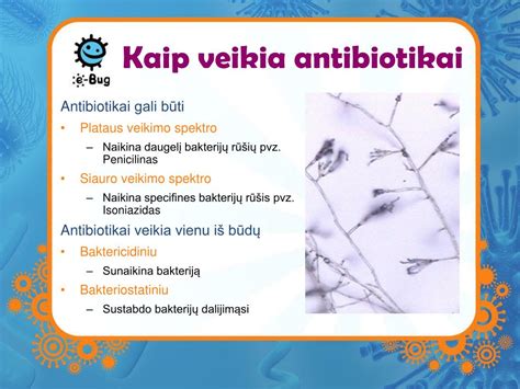 Schematinis vaizdas: kaip veikia antibiotikai
