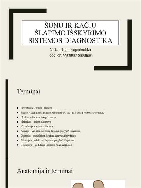 Šunų anatomijos ir reprodukcinės sistemos schema