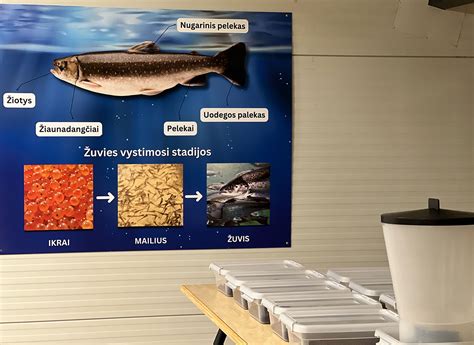 Skaudvilės turgus ir kulinarinės edukacijos