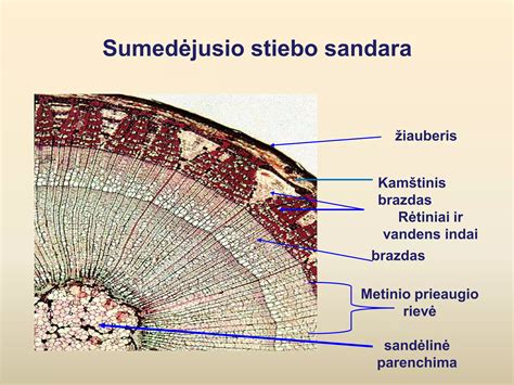 Placentos ir virkštelės sandara