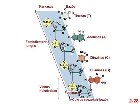 Molekulinė vitamino B2 struktūra