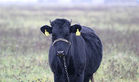 Veršinga karvė ganykloje