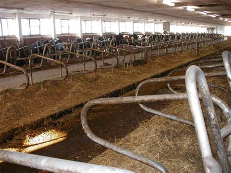 Veršelių laikymo sąlygos tvarte