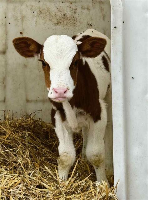 Sveikas veršelis gardelyje