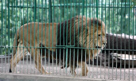 liūtas zoologijos sode