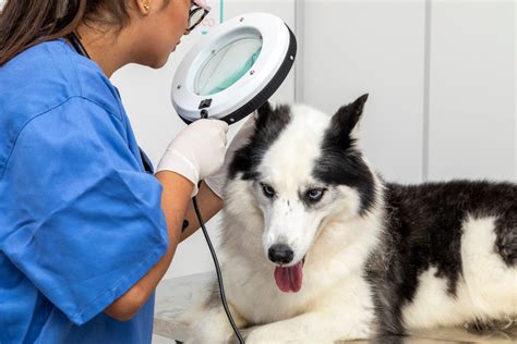veterinaras apžiūri katę