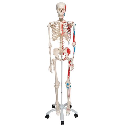 Skeletas ir raumenų tonuso centrai