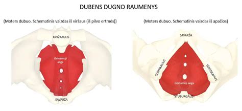 anatominė dubens dugno schema