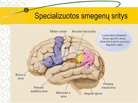 Vaikų smegenų vystymasis ir kalba