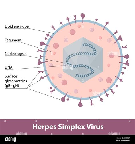 Herpes simplex viruso schema