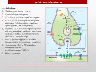Acikloviro veikimo mechanizmas ląstelėje
