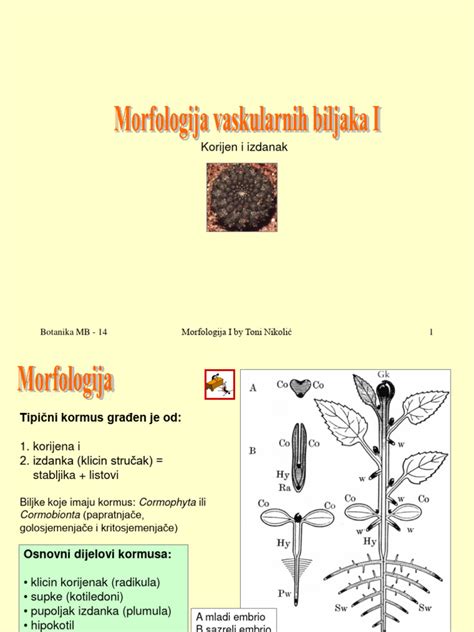 Lycopodium augalo morfologija