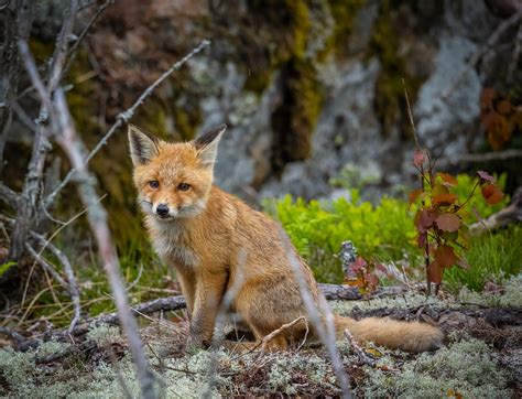 Laukinių gyvūnų sužalojimų priežastys