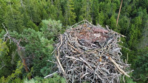 Paukščio jauniklis lizde