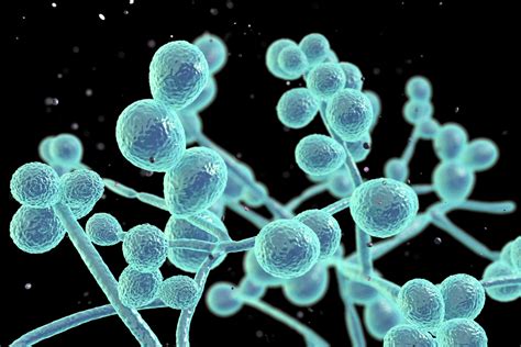 Candida albicans grybelis