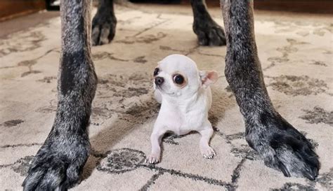 Mažiausias naujagimis pasaulyje