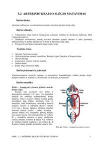 scheminis atviro arterinio latako (PDA) vaizdas