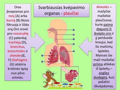 Kvėpavimo takų sistema ir gleivių gamyba