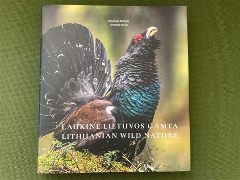 iliustracija vaiko ir laukinės gamtos ryšiui pavaizduoti