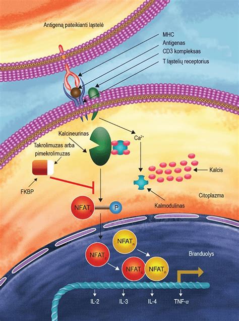 AKF inhibitorių veikimo mechanizmas ir kraujagyslių atsipalaidavimas