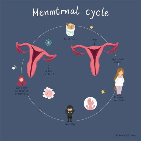 Ovuliacijos mechanizmo schema su hormonų pokyčiais