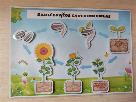 Schematinis žmogaus gyvenimo ciklas su akcentu prieš gimimą