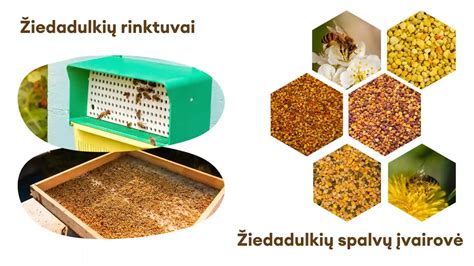Žiedadulkės sudygimas ant purkos ir dulkiadaigio augimas