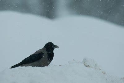 Pilkosios varnos paukščio portretas
