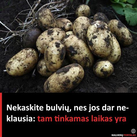 Tinkamas laikas papildomam maitinimui