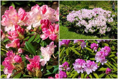 Rododendrų žydėjimas parke