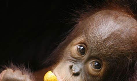 Motina orangutangas su jaunikliu džiunglėse