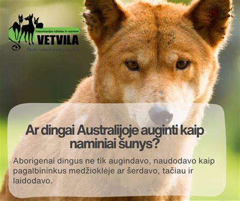 kapinių vaizdas su antkapiais