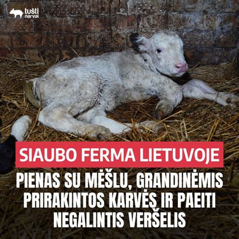 veršelis su mama ganykloje