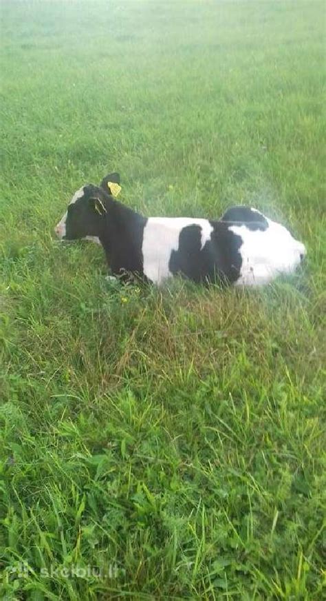 veršiukas tvartelyje ant švarių šiaudų