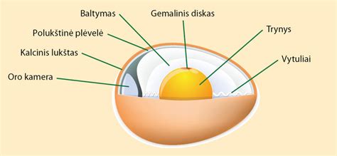 Kiaušinio sandara: lukštas, baltymas, trynys