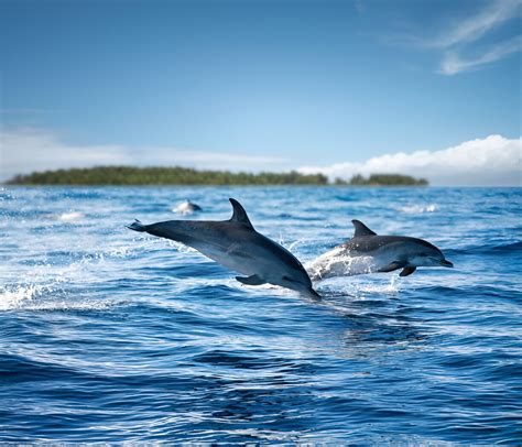 tyrinėtojai stebintys delfinus