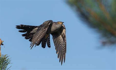 Laimos ornitomorfinė raiška: gegutė