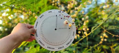 Nėštumo skaičiuoklės veikimo principas