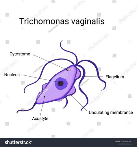 Trichomonas vaginalis parazito struktūra mikroskopu