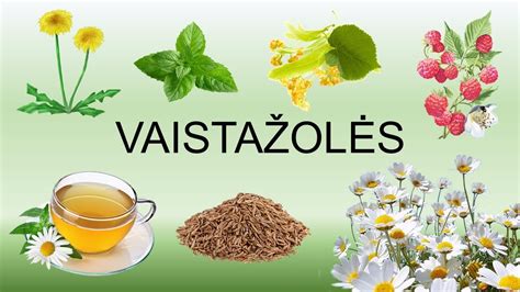 Vaistažolės ir jų panaudojimas