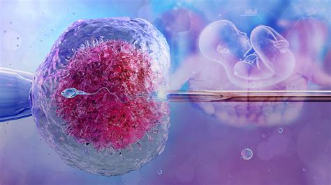 In vitro fertilizacijos (IVF) procedūros eiga