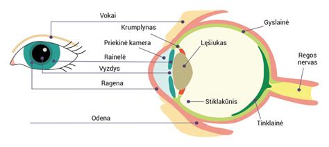 Infografika: Akies sandara ir subkonjunktyvinės hemoragijos vieta
