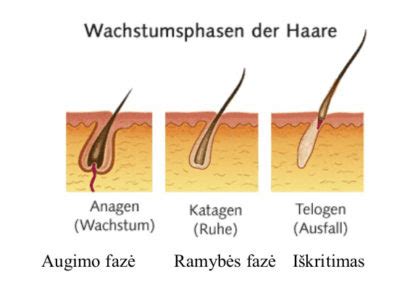 Plaukų augimo ciklo schema