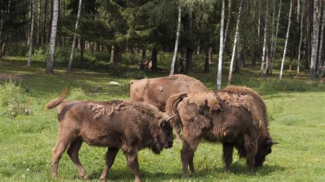 Stumbras ir tauras Lietuvos miškuose