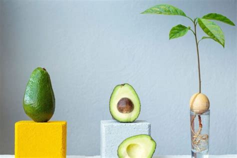 Schematinis vaisiaus vystymosi grafikas