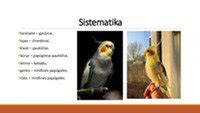 Nimfinės papūgėlės patinas ir patelė