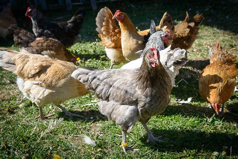 Šiuolaikinė kanoja