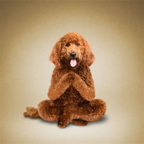 Moteris atlieka jogos pratimus